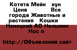 Котята Мейн - кун › Цена ­ 19 000 - Все города Животные и растения » Кошки   . Ненецкий АО,Нельмин Нос п.